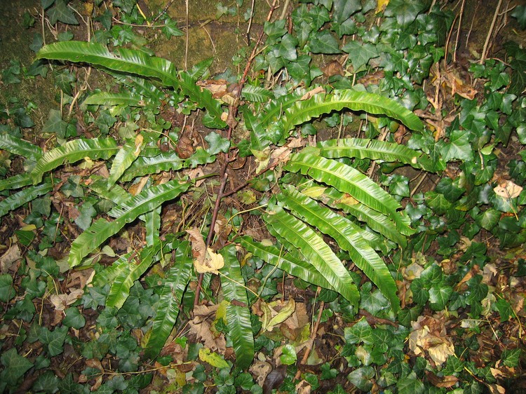 Phyllitis scolopendrium